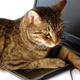 Illustration for article titled A Cool New Site Helps Moms Find Work-From-Home Tech Jobs